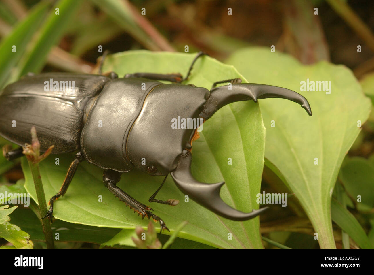Eine Bühne Käfer in Nordthailand Stockfoto
