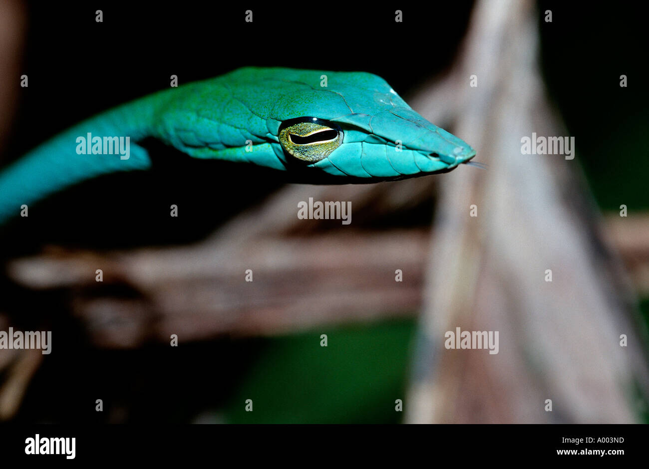 Orientalische Peitsche Schlange Ahaetulla Prasina Malaysia Borneo Sabah Stockfoto