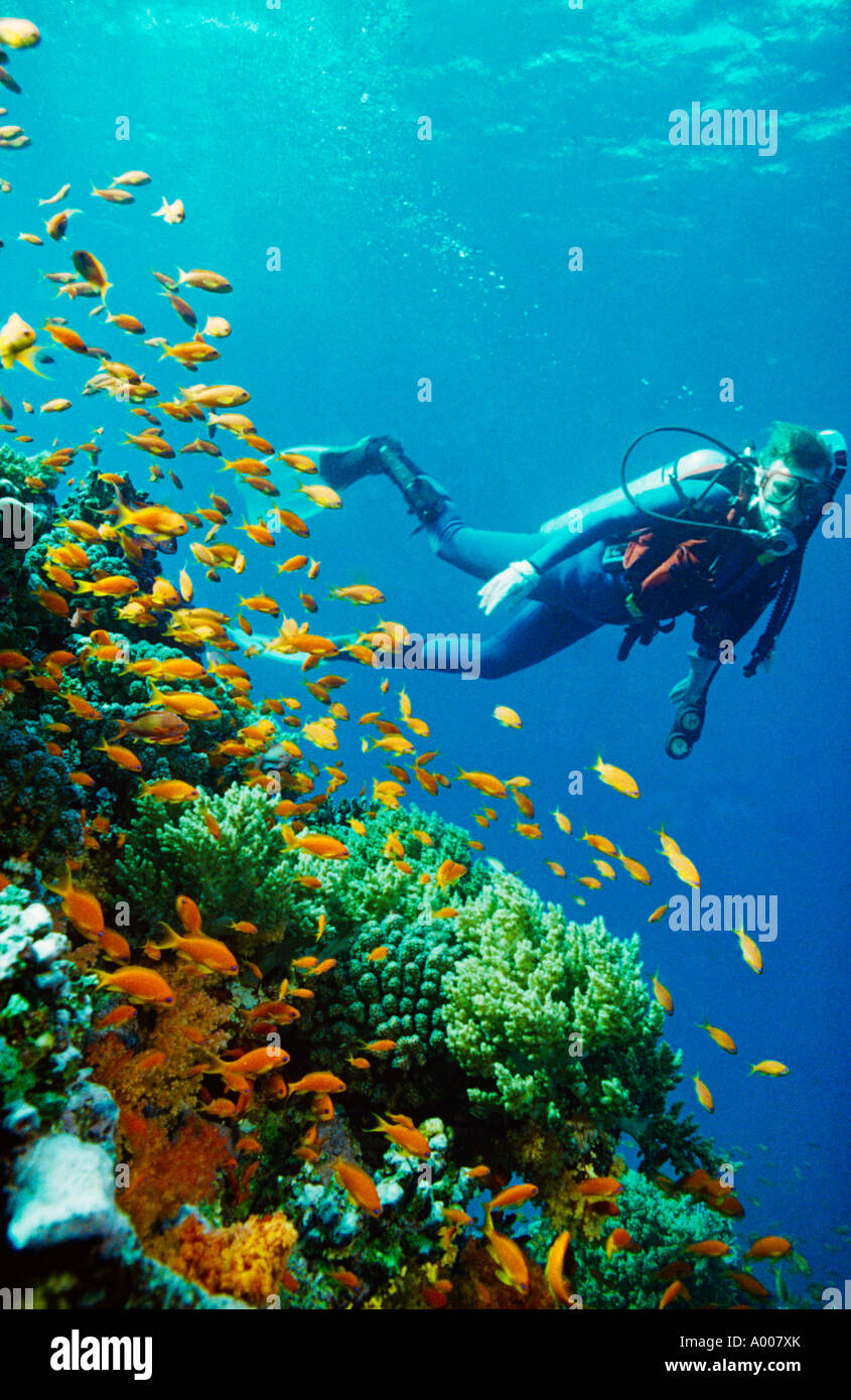 Ägypten Rotes Meer Unterwasser Taucher von Reef Stockfoto