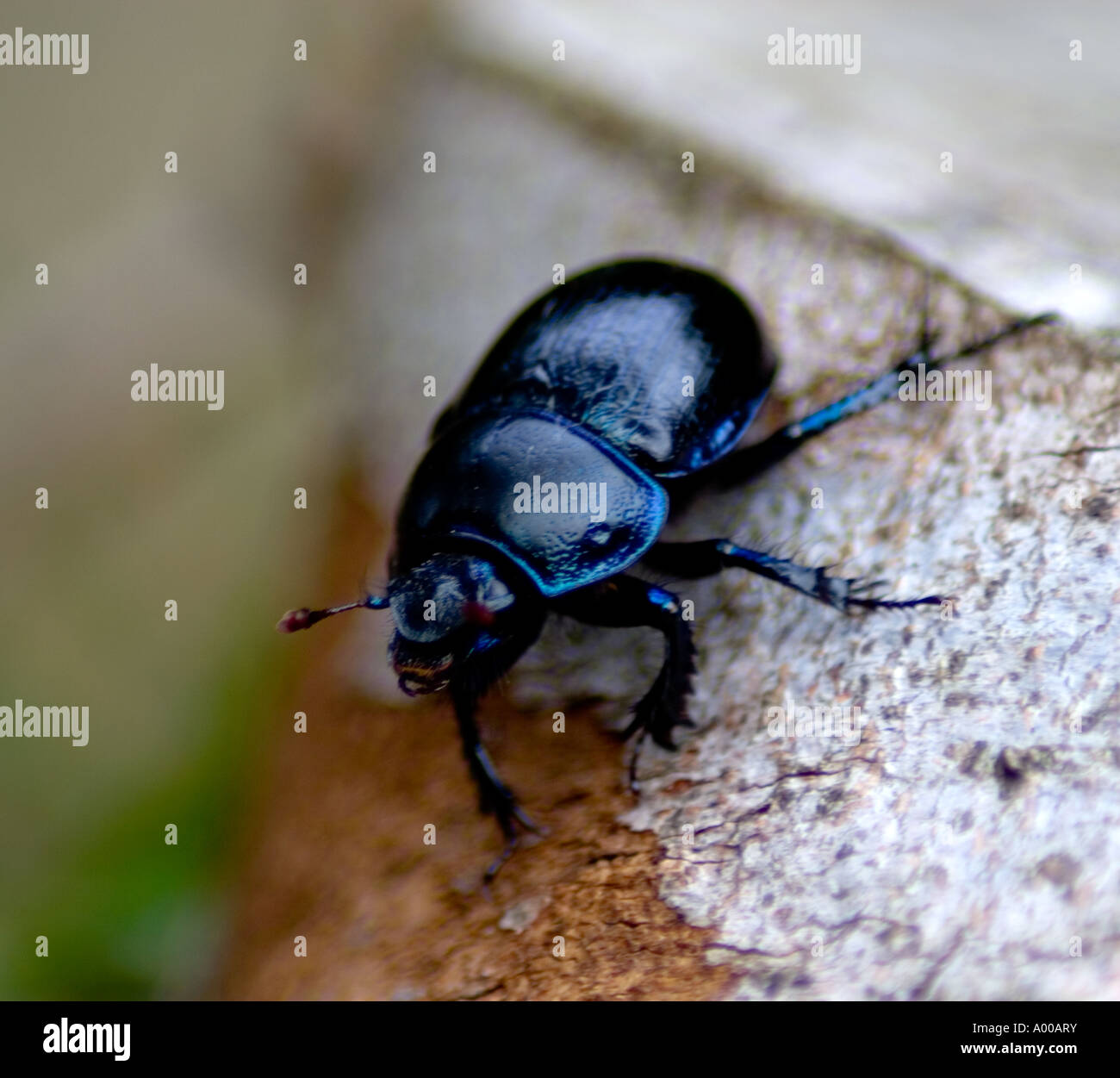 Schwarze Käfer Stockfoto