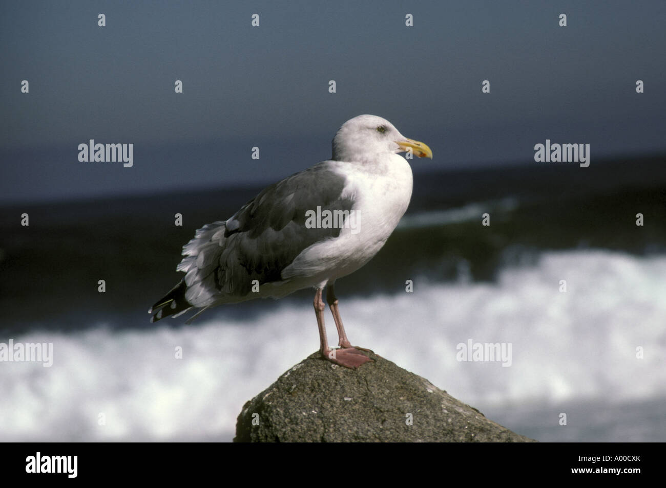 Kalifornien Möve Larus Californicus thront auf Felsen Stockfoto