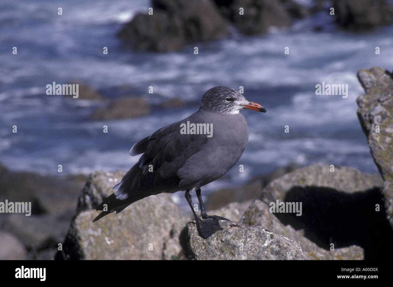 Heermann s Gull Larus Herrmanni auf Felsen Stockfoto