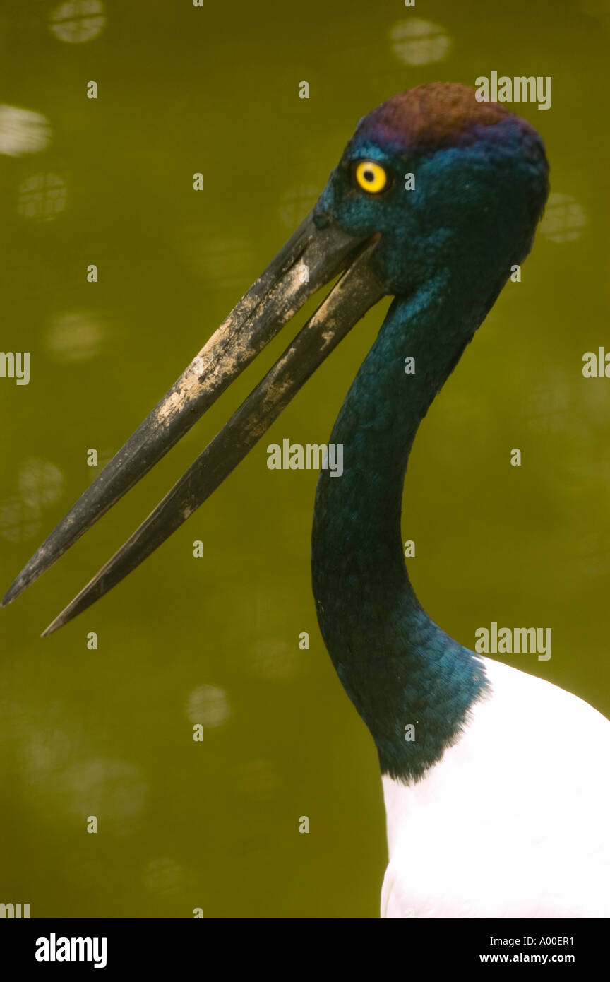 Nahaufnahme eines Schwarzhalsstorchs (Ephippiorhynchus asiaticus) mit offenem Schnabel und schillernden Federn, Indien. Stockfoto
