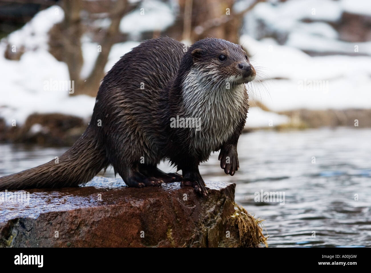 Europäischen Fischotter Lutra Lutra auf Felsen im Winter nach dem Tauchen Stockfoto