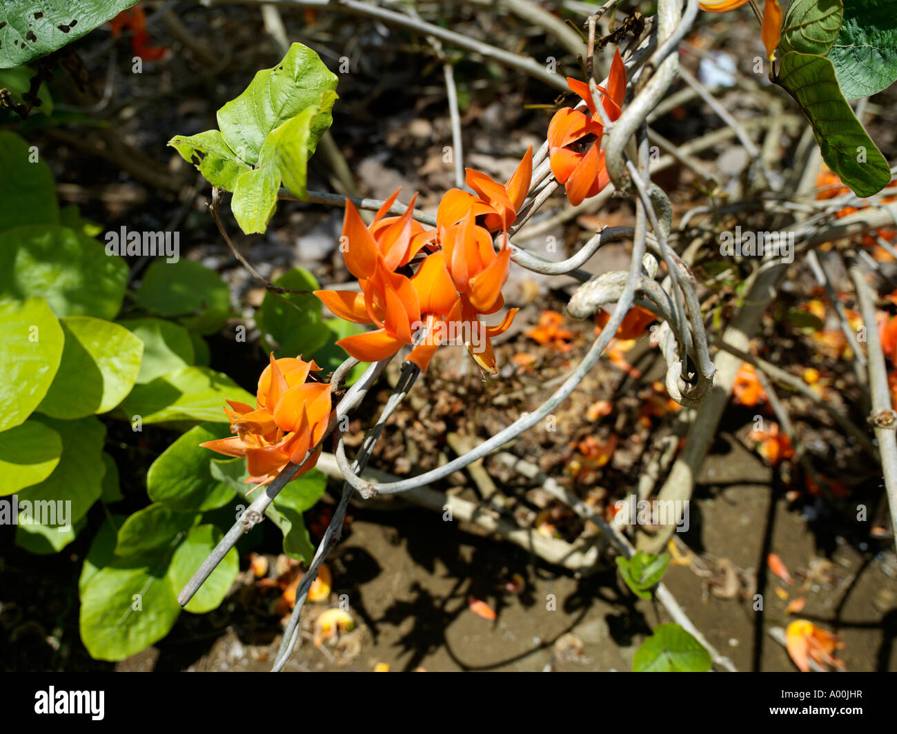 Sir Seewoosagur Ramgoolam Botanic Garden Mauritius Stockfoto