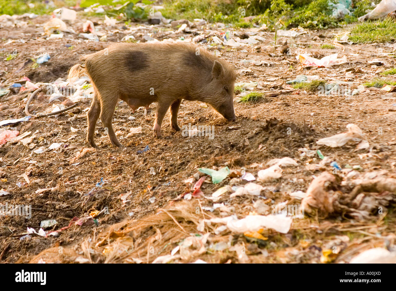 Indische Wildschwein Sus Scrofa Cristatus Essen Müll Endivie von Menschen Bihar, Indien Stockfoto