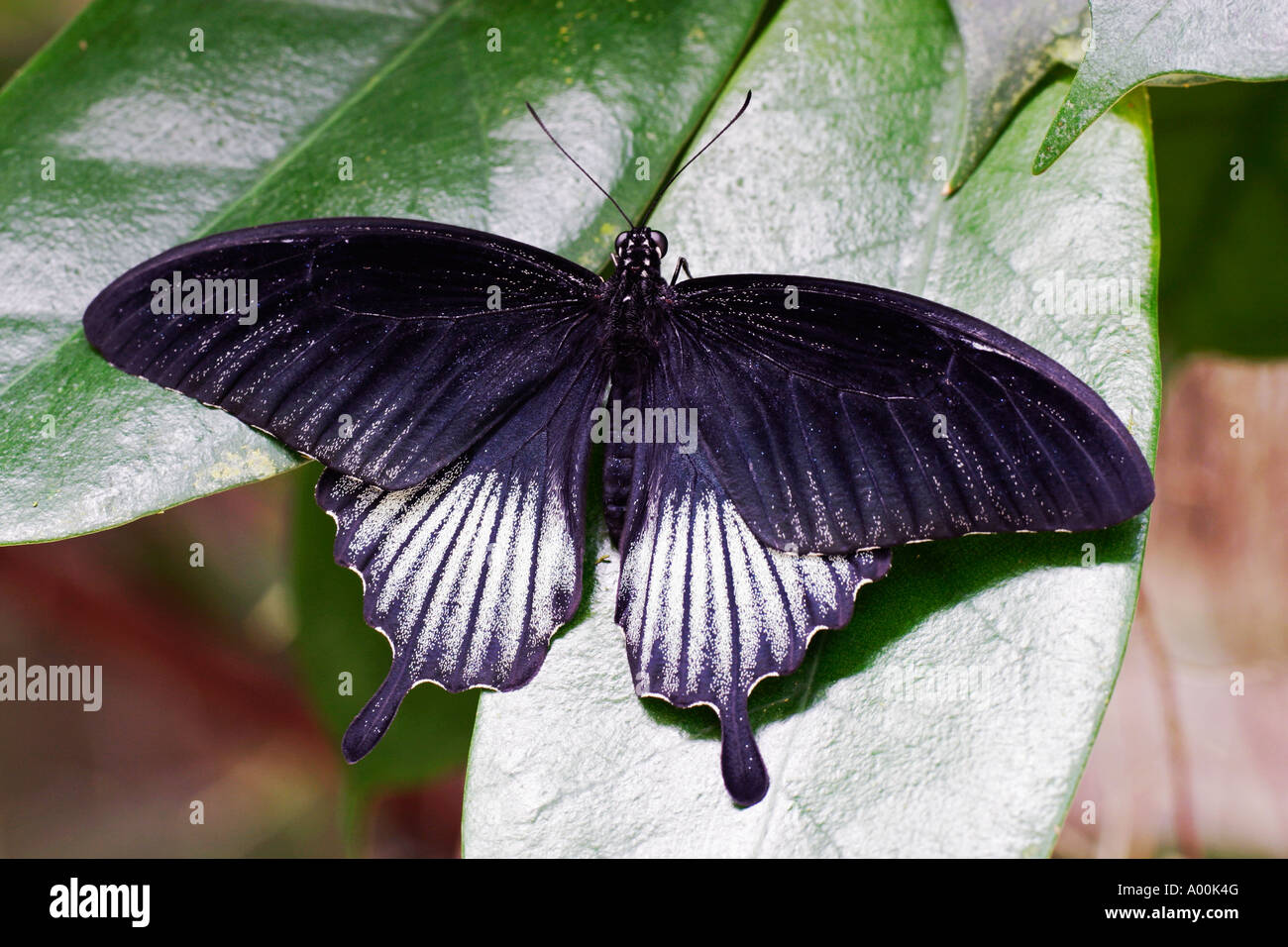 Asiatische Schwalbenschwanz männlich Papilio Lowi ruht auf einem Blatt Stockfoto