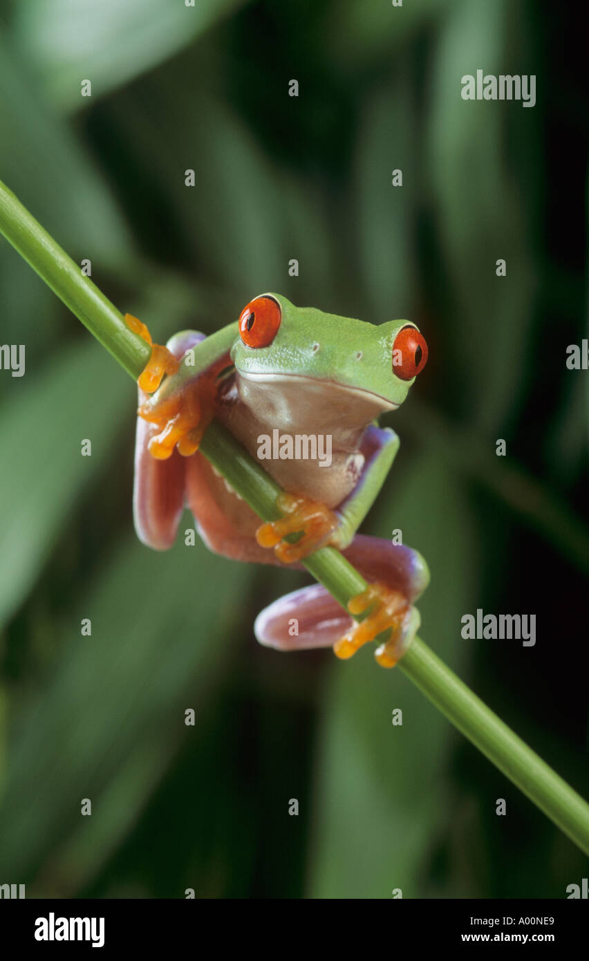 Red eyed Laubfrosch Stockfoto