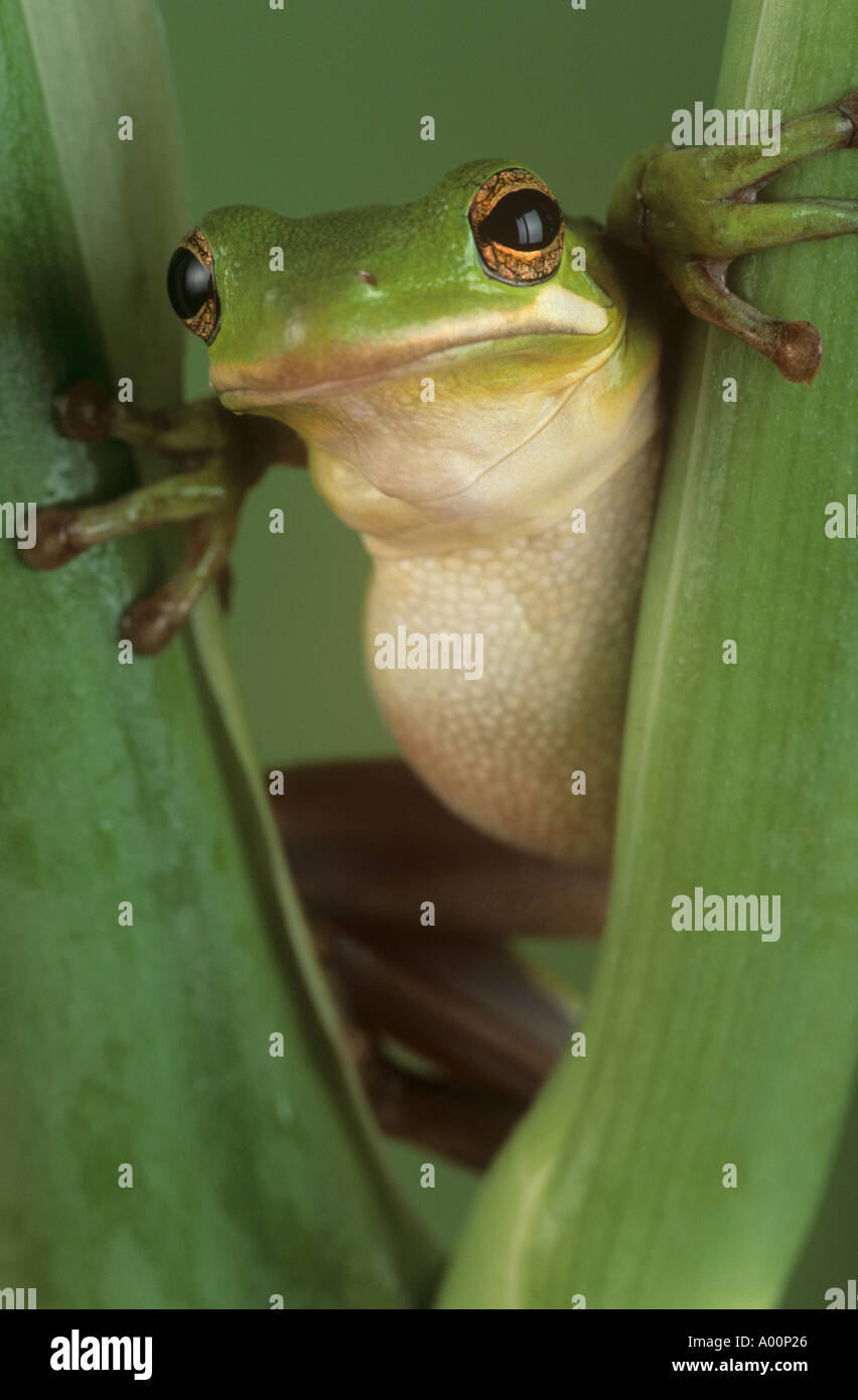 Grüner Baum-Frosch Stockfoto