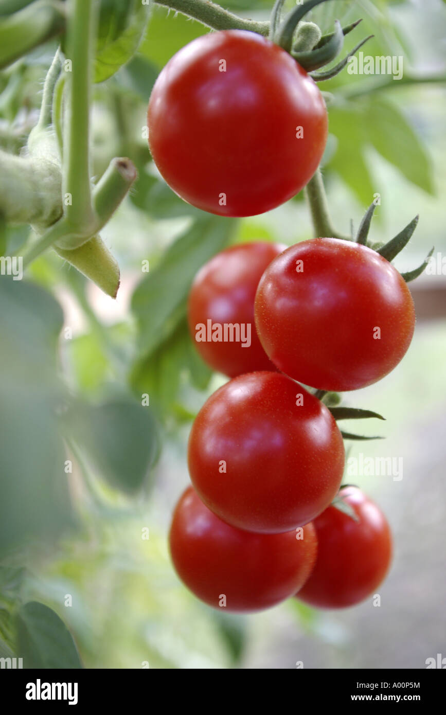 Closeup Aufnahme von Reife Pflaume Tomaten an der Pflanze Stockfoto