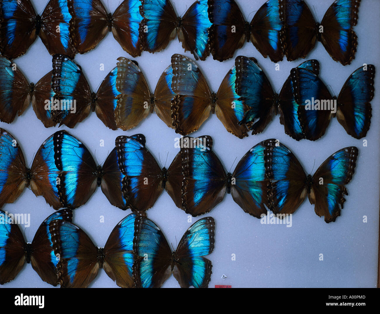 Sammlung von tropischen Heliconius Schmetterlinge, Lubio Parque Forschungsstation, San Jose, Costa Rica Stockfoto