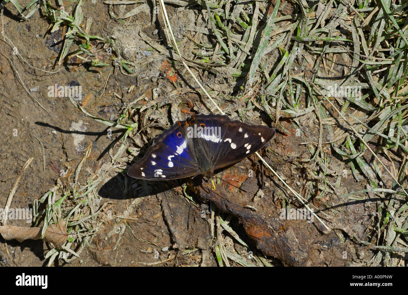 Lila Kaiser Schmetterling Fütterung auf weggeworfene Lebensmittel Stockfoto