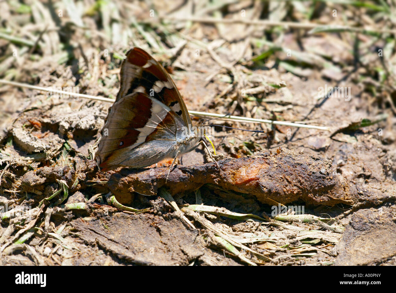 Lila Kaiser Schmetterling Fütterung auf weggeworfene Lebensmittel Stockfoto
