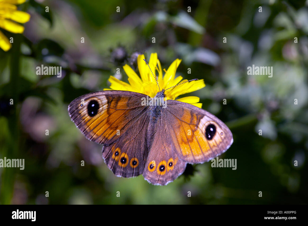 Wand braun Schmetterling Lasiommata Maera Fütterung auf Löwenzahn in französischen Alpen Stockfoto