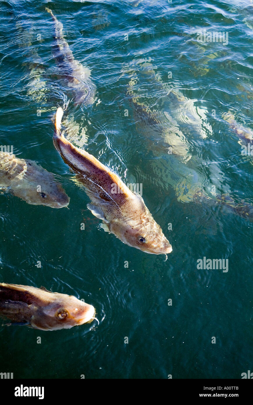 dh Gadus morhua COD UK Schwarm von Kabeljaufischen beim Schwimmen Auf der Meeresoberfläche Bio-Aquakultur Nahaufnahme Bauernhof Stockfoto