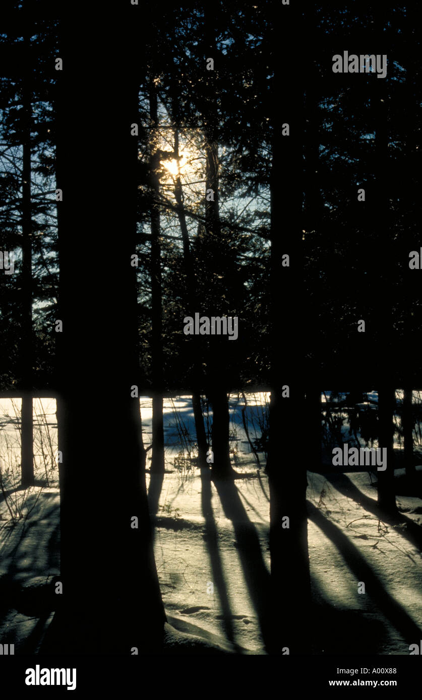 Sonne durch die Bäume im Winter Telemark Ski Resort Kabel Wisconsin Stockfoto