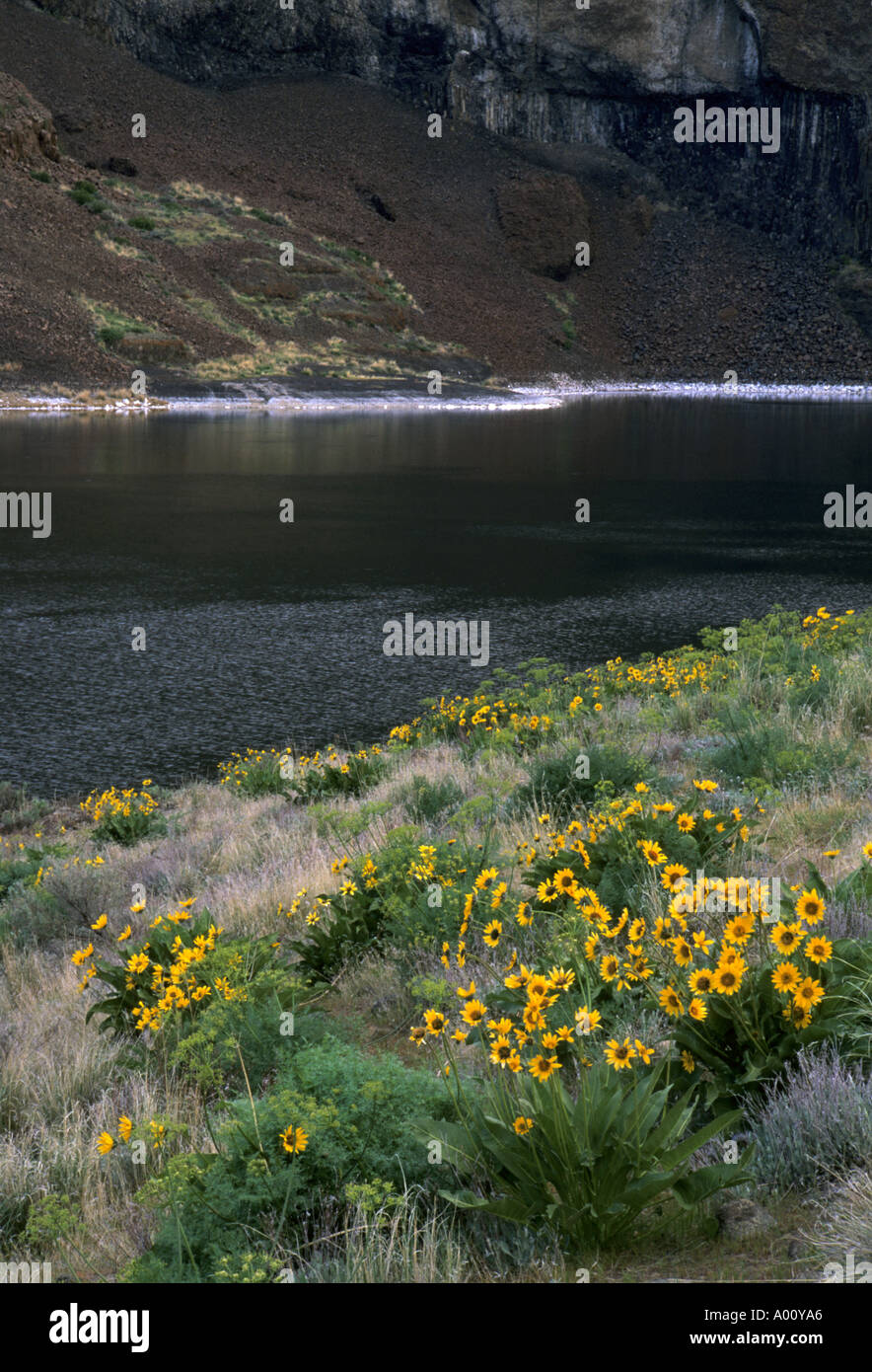 Frühlingsblumen von Lake Lenore Stockfoto