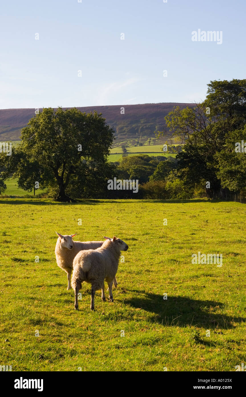 Schafe in der Nähe von Chipping im Wald von Bowland Lancashire Blickrichtung Longridge fiel Stockfoto