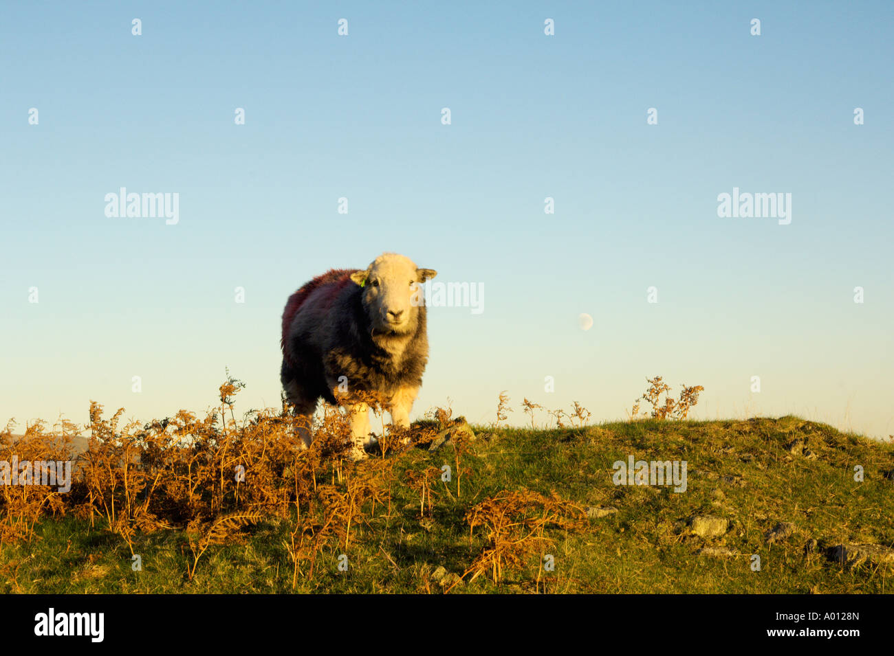 Herdwick Schafe auf Loughrigg fiel Lake District mit Vollmond Stockfoto