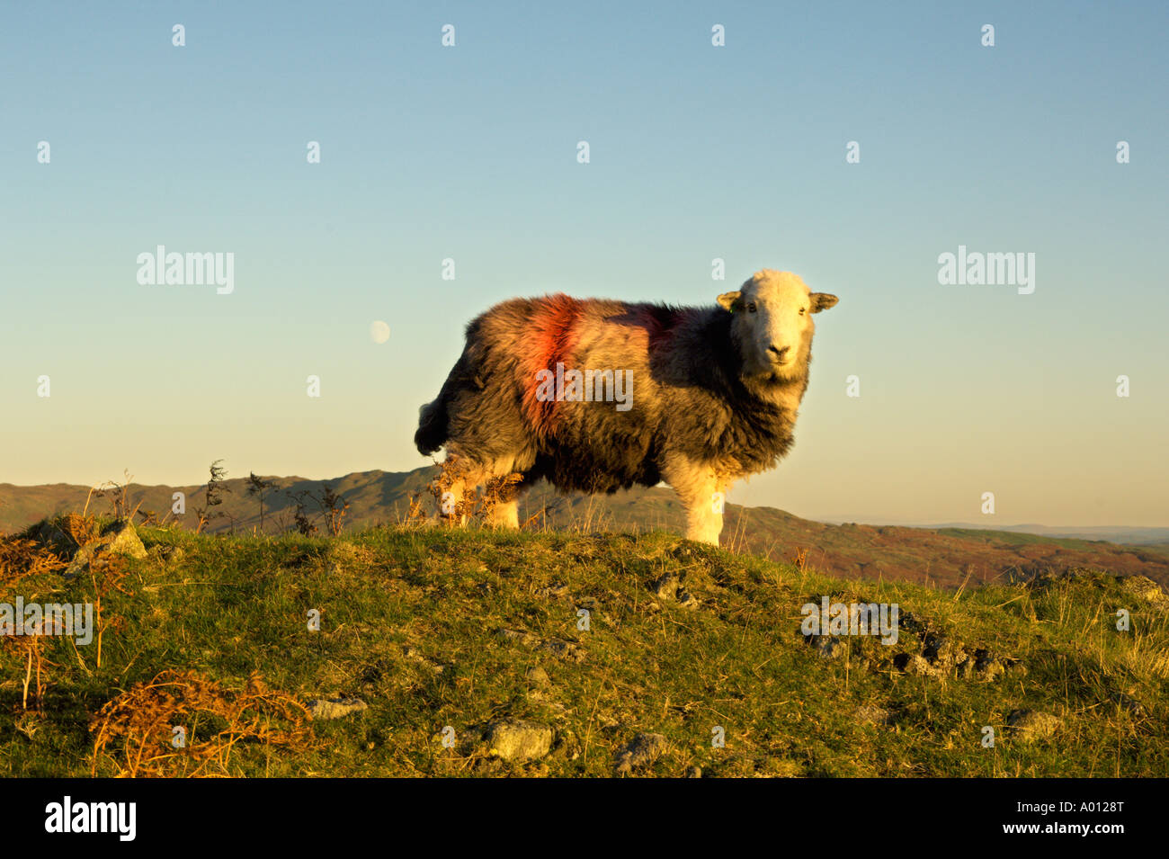 Herdwick Schafe auf Loughrigg fiel Lake District mit Vollmond Stockfoto