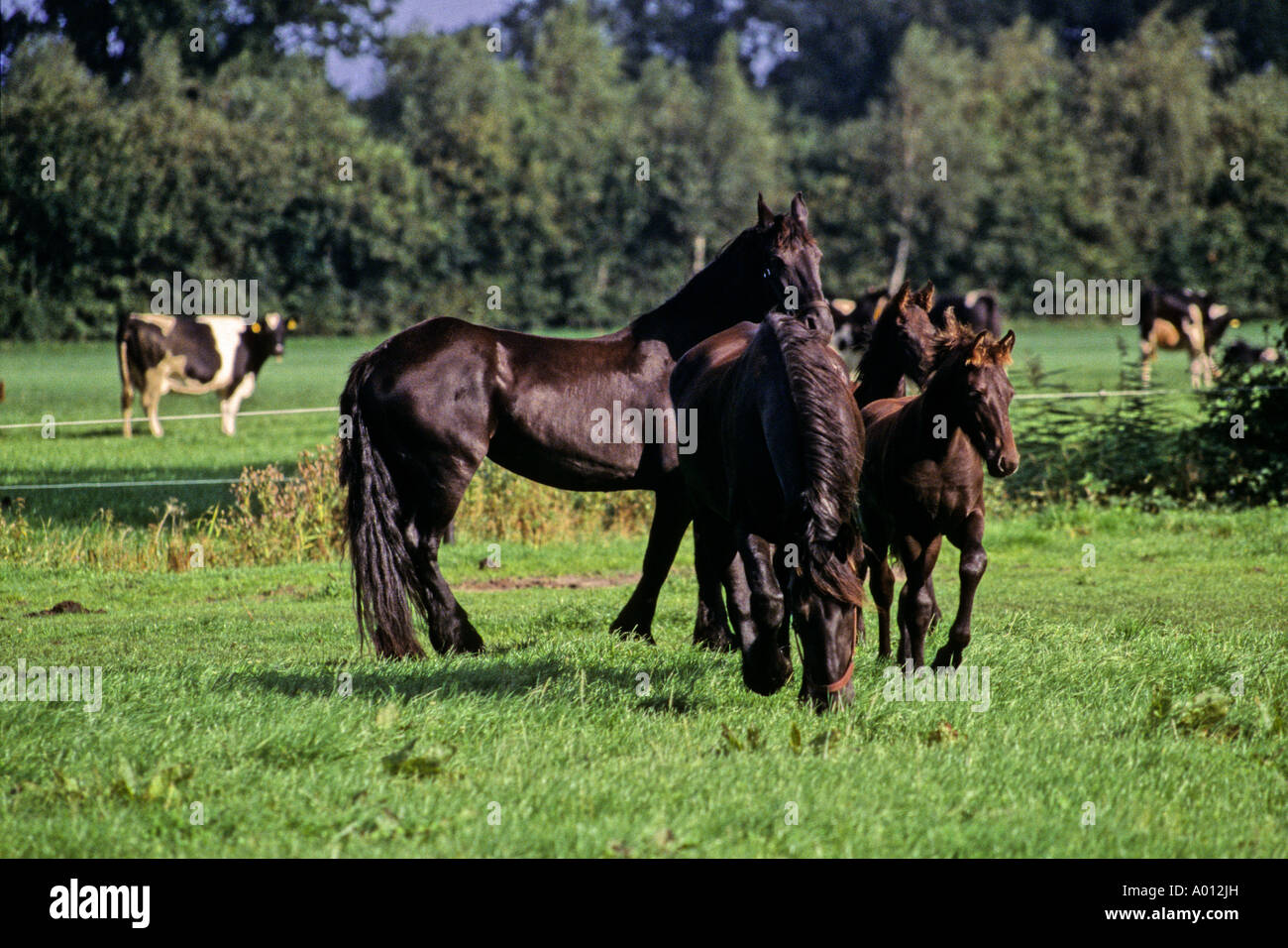 FRIESISCHE HENGSTE UND STUTEN FRIESLAND HOLLAND Stockfoto