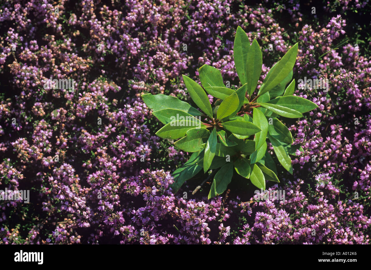 Rhododendron erobert das fragile Heathland Habitat in den Winterton-Dünen Norfolk Stockfoto