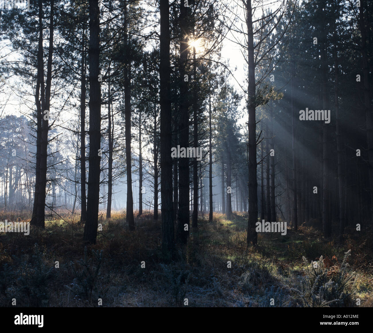 Thetford Forest Norfolk UK Winter Stockfoto