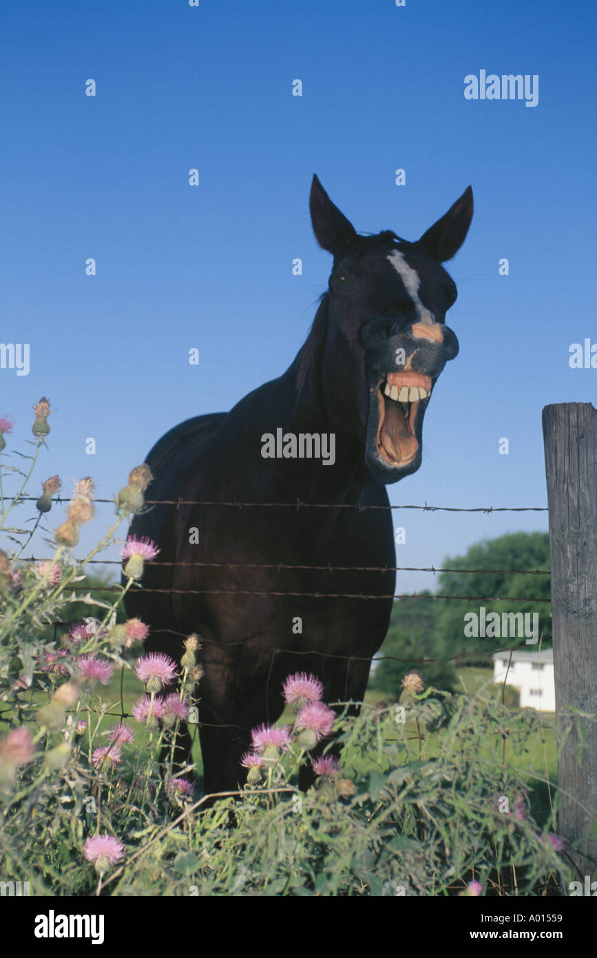 Pferd mit Mund weit offen im Bereich der Blumen lachen, Missouri USA Stockfoto