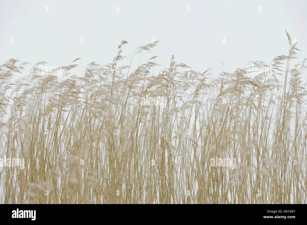 Schilf im Schnee Stockfoto