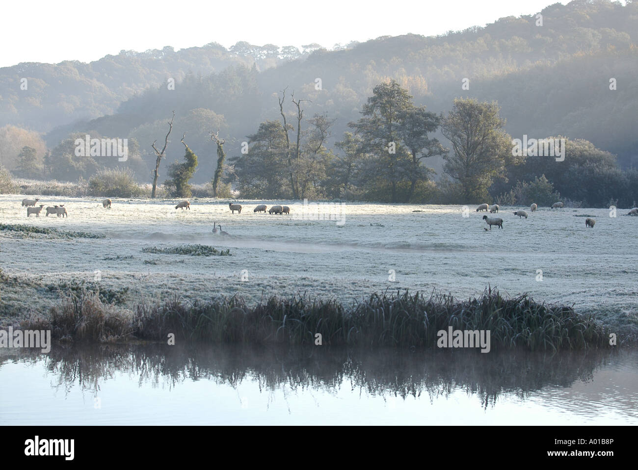 Anfang November Frost an den Ufern des Flusses Exe bei Cowley Bridge in der Nähe von Exeter, Devon Stockfoto
