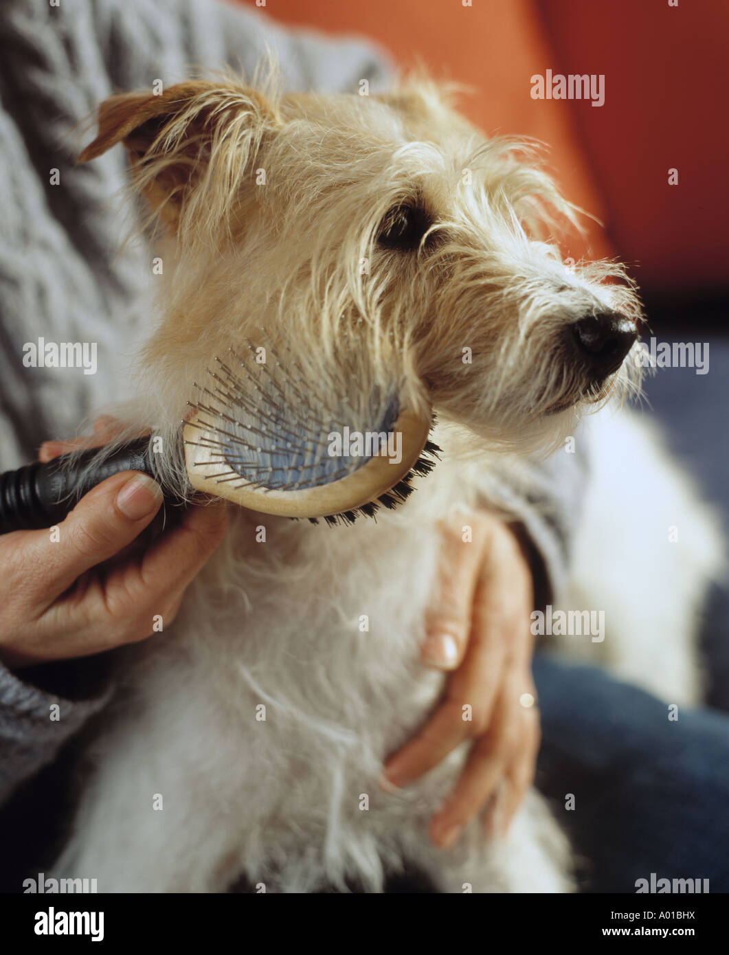 Hund Liebt Seinen Besitzer Stockfotos und bilder Kaufen Alamy