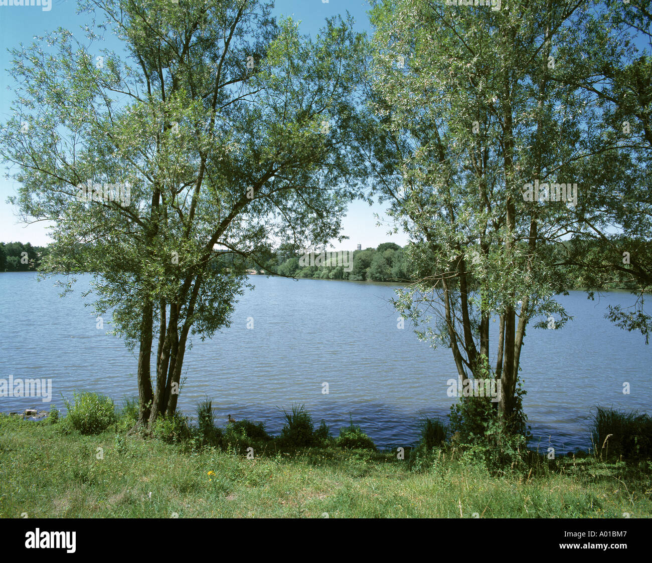 Gröberen Schillerteich in Wolfsburg-Schillerteich, Niedersachsen Stockfoto