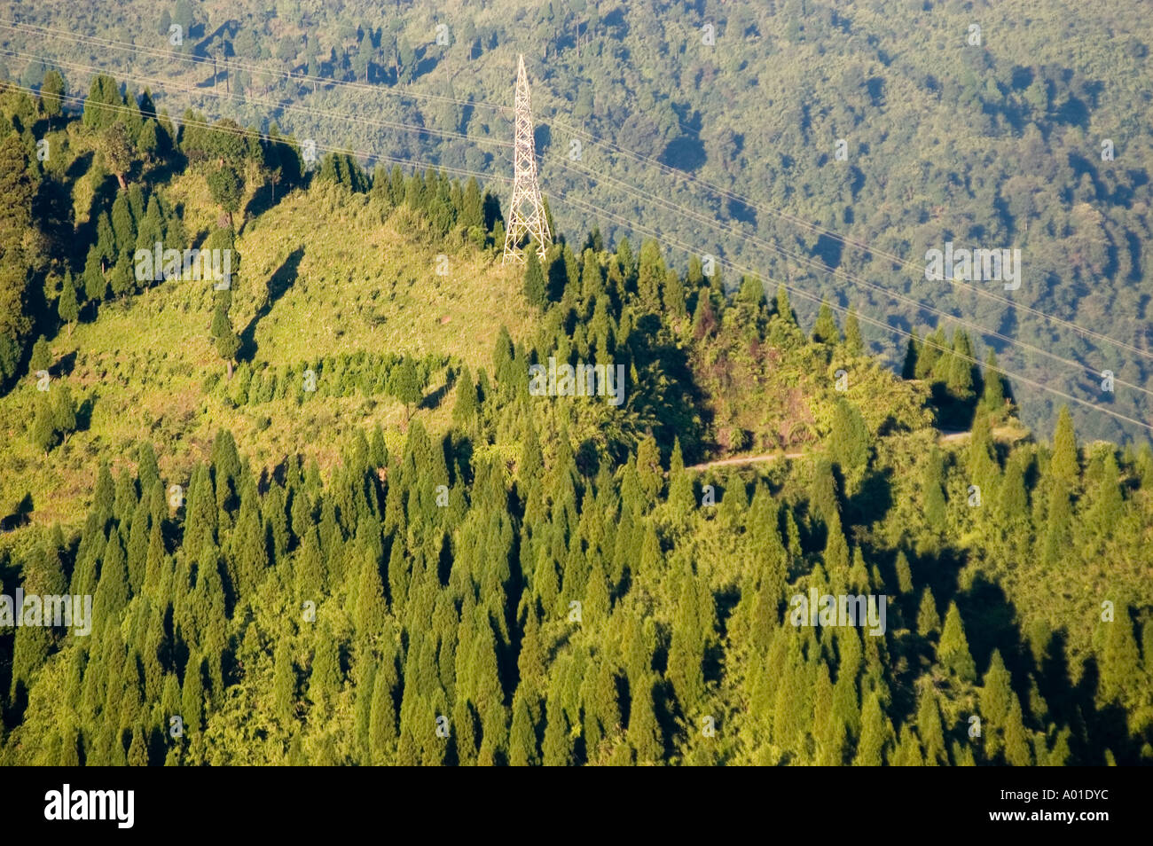 Energie Hochspannungsleitungen und Stangen in grünen Wald Berge Darjeeling Indien Stockfoto