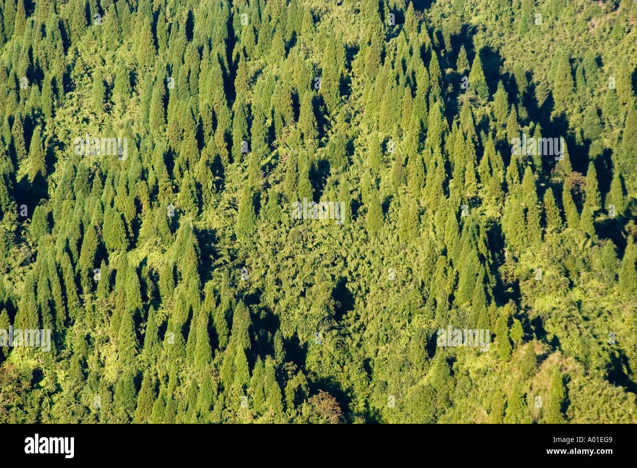 Energie-Hochspannungsleitungen und Stöcke im Wald Berge Darjeeling Indien Stockfoto