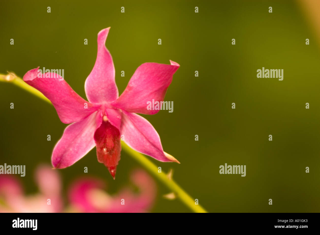 Rote Orchidee wächst in Blume Immobilien in Kalimpong West Bengal Indien  Stockfotografie - Alamy