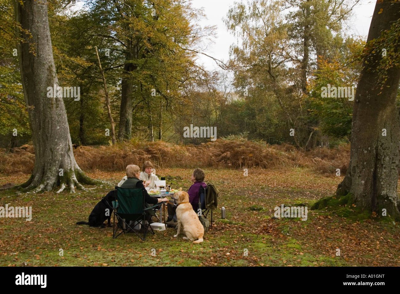 Drei Personen mit zwei Hunden, die mit einem Picknick im New Forest Nationalpark, Hampshire, UK Stockfoto
