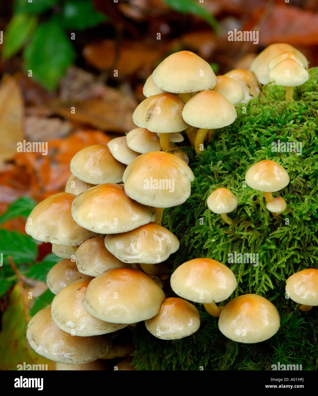 Große Ansammlung von Pilzen wahrscheinlich Sulphur Tuft Grünblättriger Fasciculare wachsen auf Moos bedeckt Baumstumpf Stockfoto