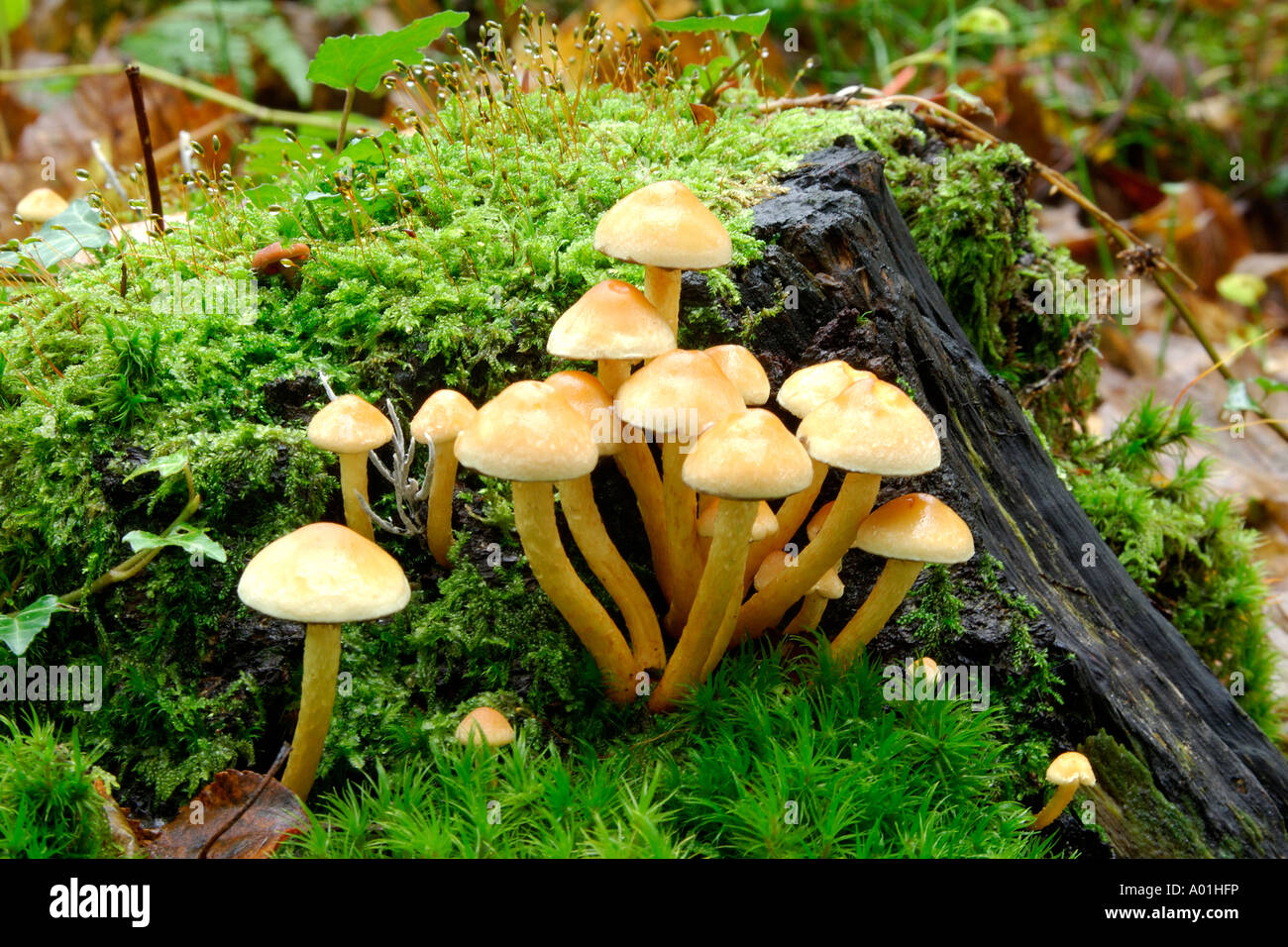 Große Ansammlung von Pilzen wahrscheinlich Sulphur Tuft Grünblättriger Fasciculare wachsen auf Moos bedeckt Baumstumpf Stockfoto