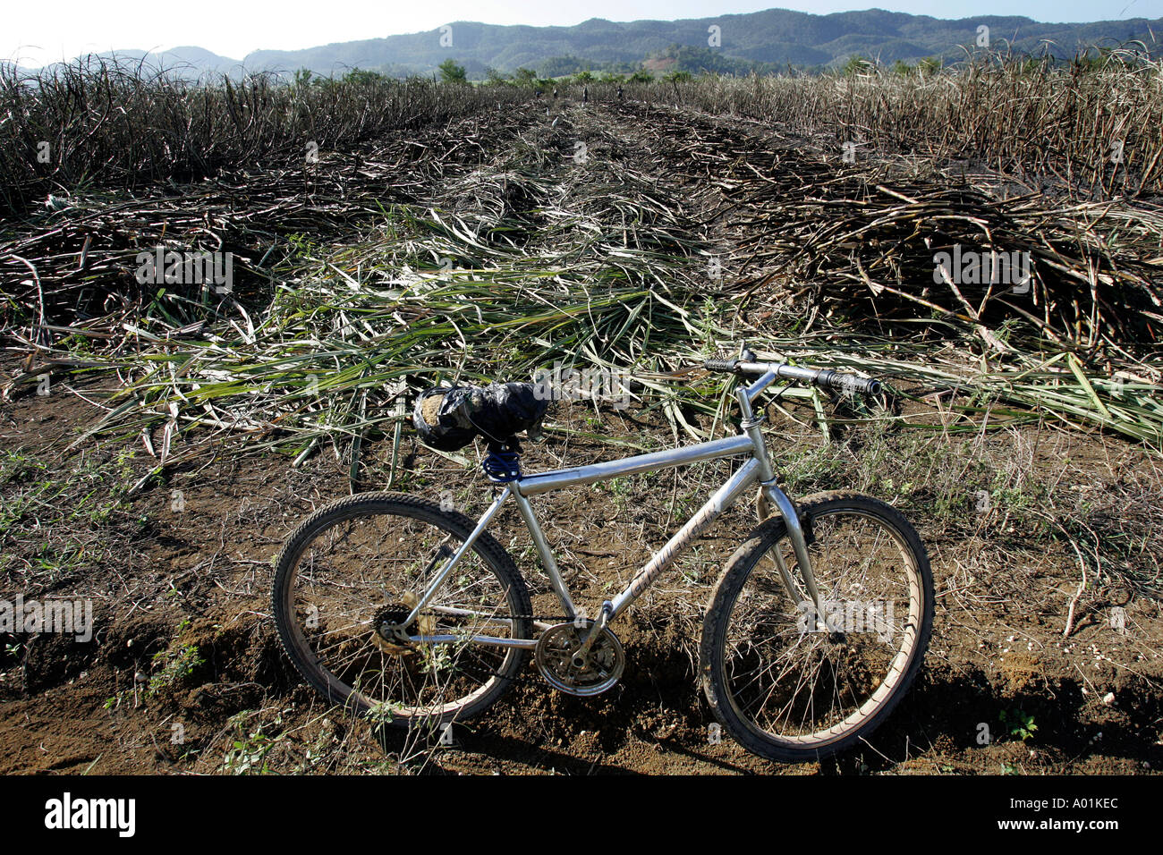 Eines Arbeitnehmers Fahrrad parkt am Rande eines Feldes teilweise geerntetem Zuckerrohr. Stockfoto