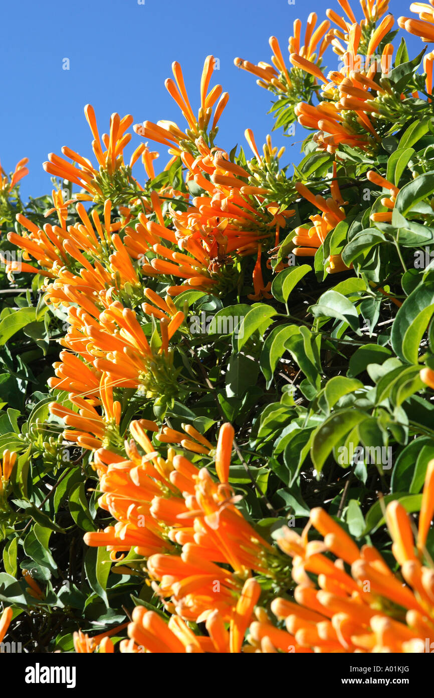 Blüte Orange Trumpet Vine und blauer Himmel Stockfoto