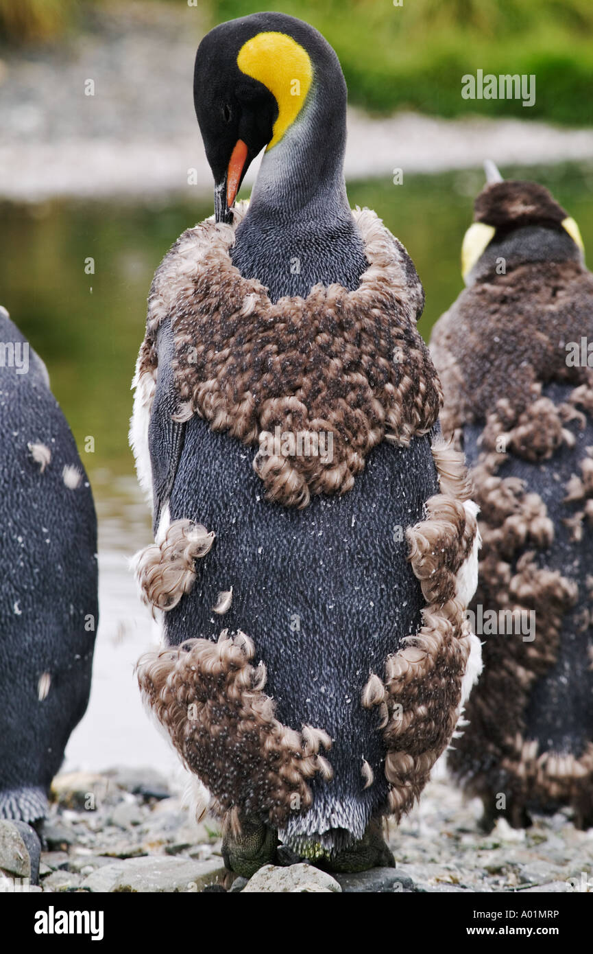 King Penguin Häutung Aptenodytes Patagonicus South Georgia Island Stockfoto