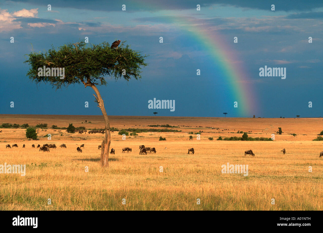 Geier und Gnus und Regenbogen mit Gewitterhimmel Masai Mara National Reserve Kenya Stockfoto