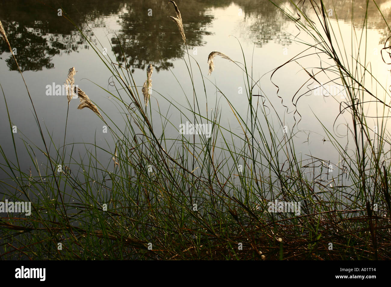 RSC016 Baum spiegelt sich im Teichwasser und grass Stockfoto