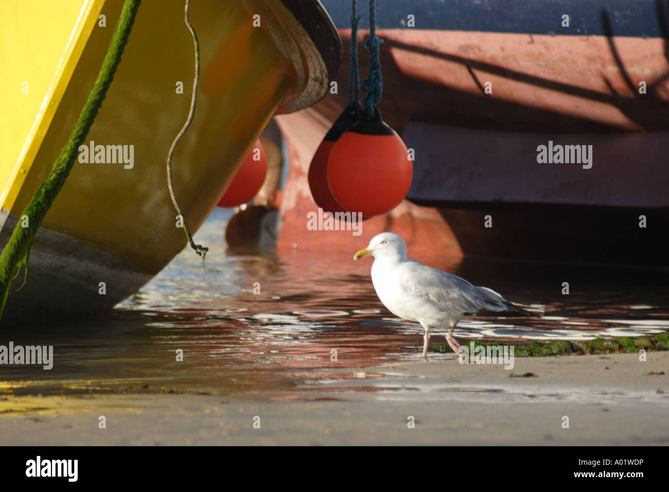 Möwe waten um Angelboote/Fischerboote Stockfoto