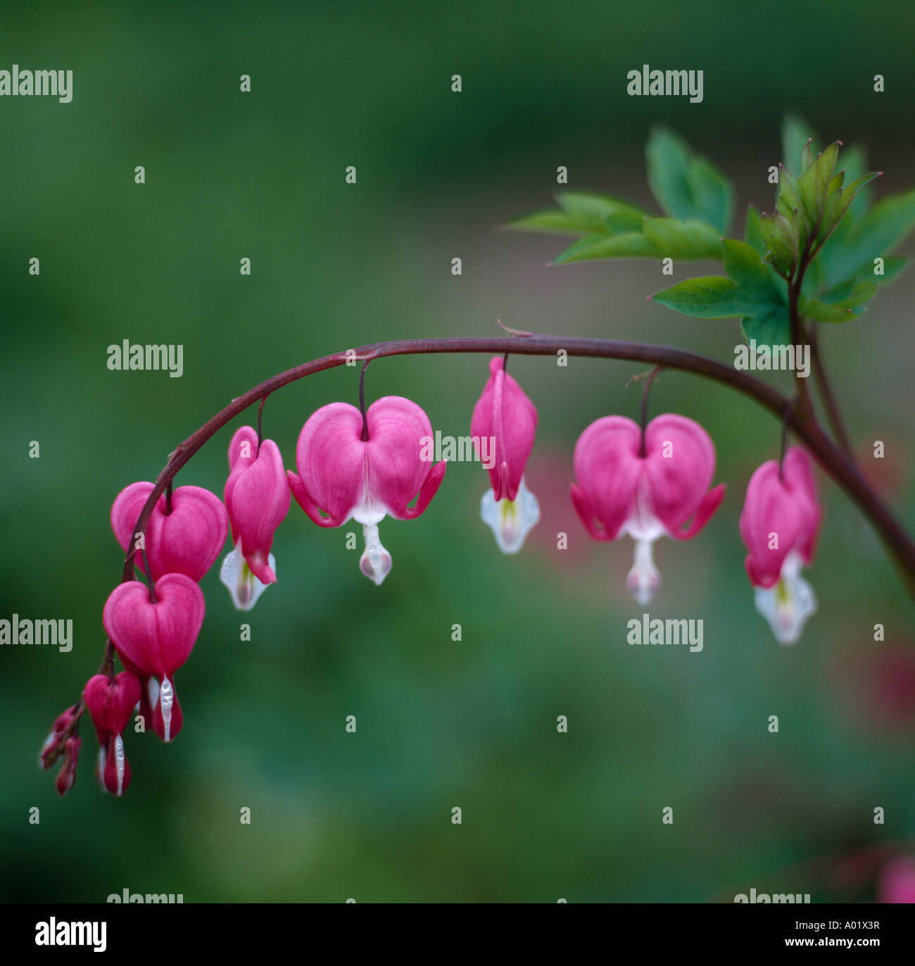 Nahaufnahme von einem Sptig Herzblume dicentra Stockfoto