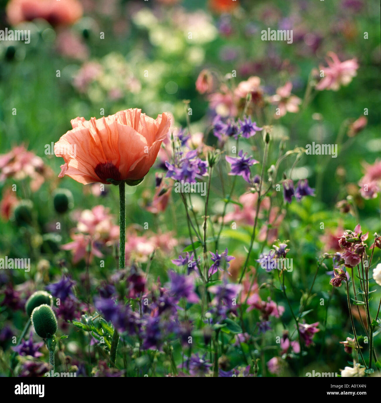 Pastell farbigen Aquilegias und Mohn in einer Frühling-Grenze Stockfoto