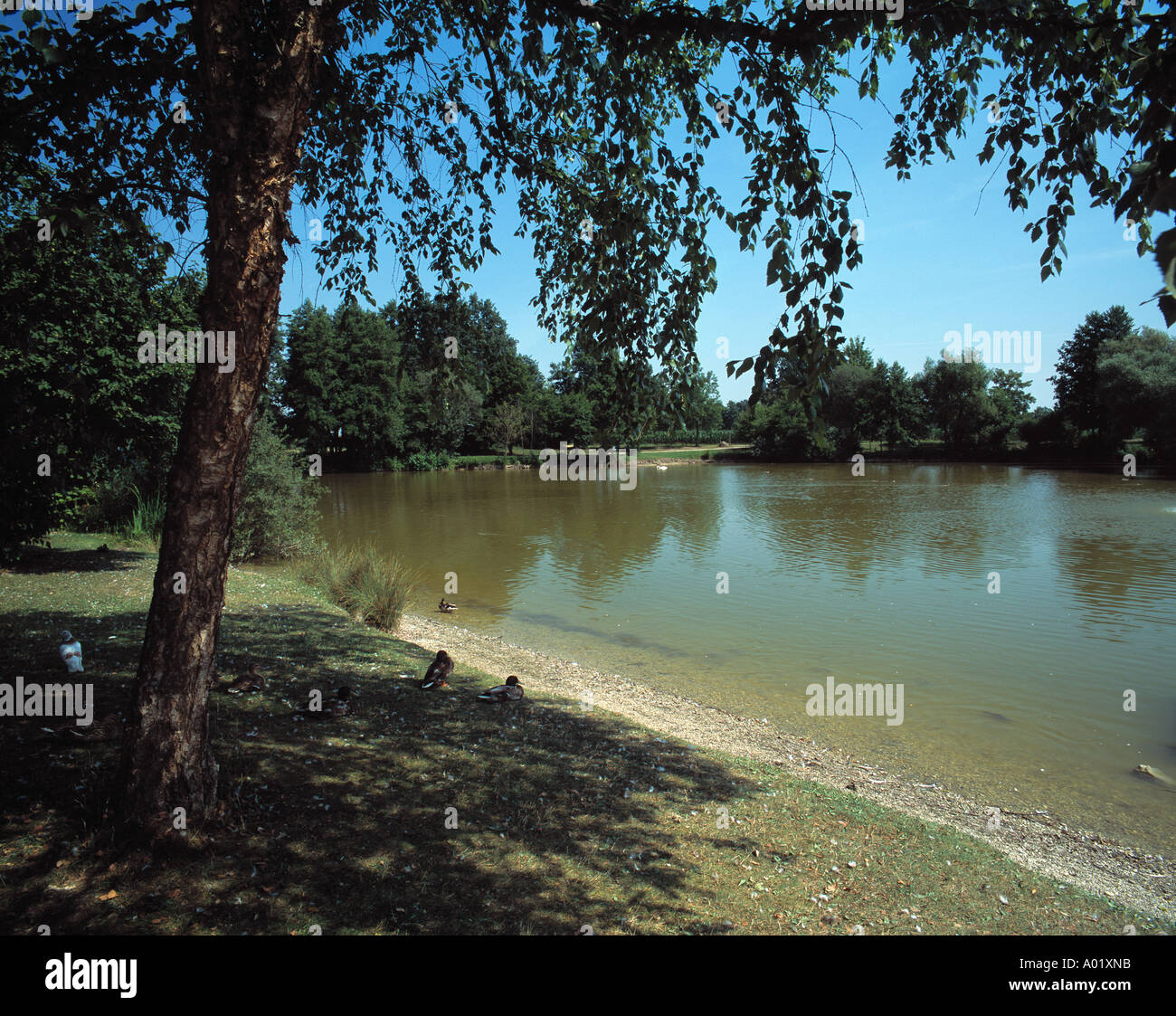 Teichlandschaft Im Kurpark, Kleiner Teich, Birke am See, DNeustadt der