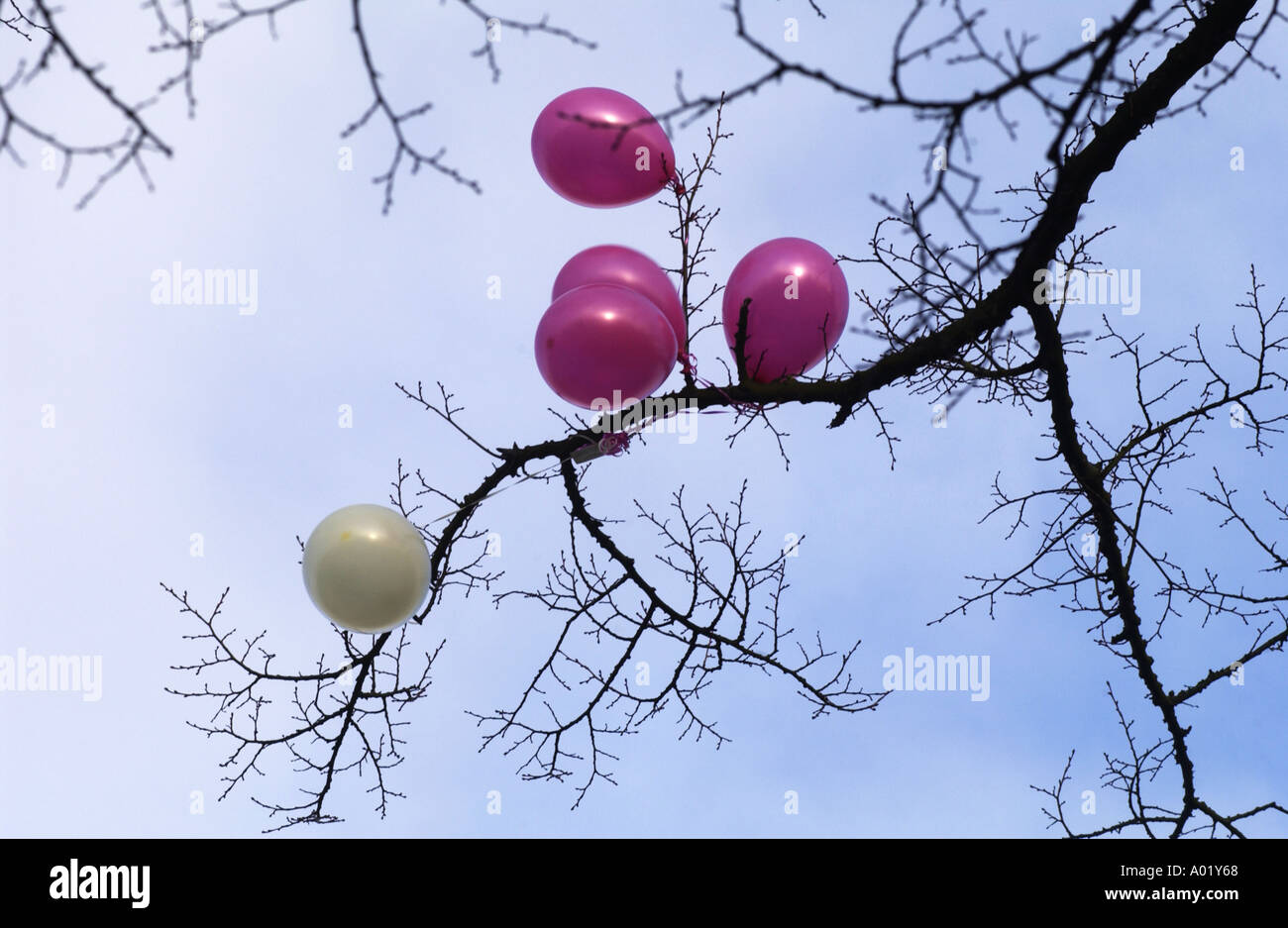 BALLONS GEFANGEN IN EINEM BAUM IN KETTERING NORTHAMPTONSHIRE UK PIC VON JOHN ROBERTSON Stockfoto