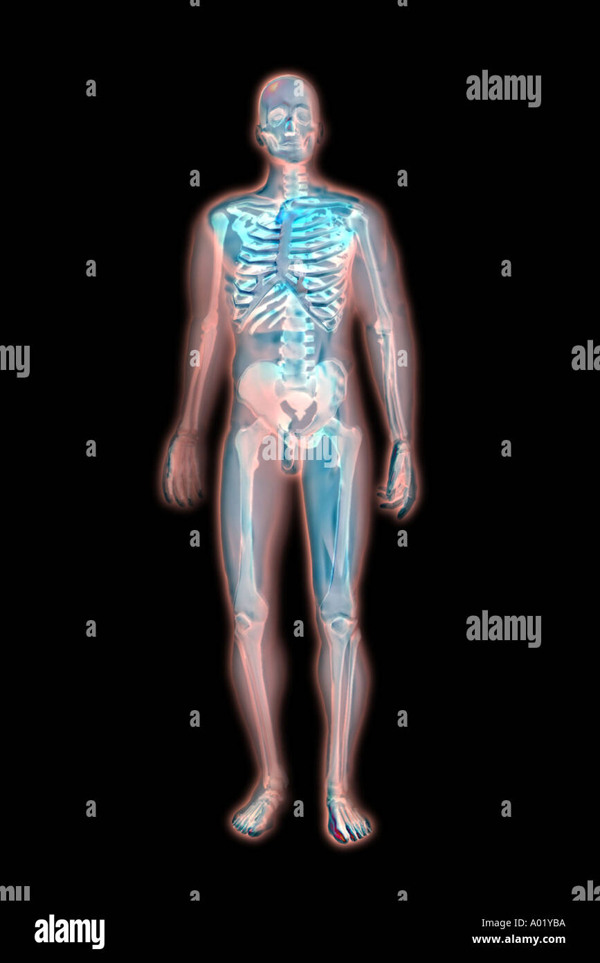 menschliches Skelett medizinische anatomische illustration Stockfoto