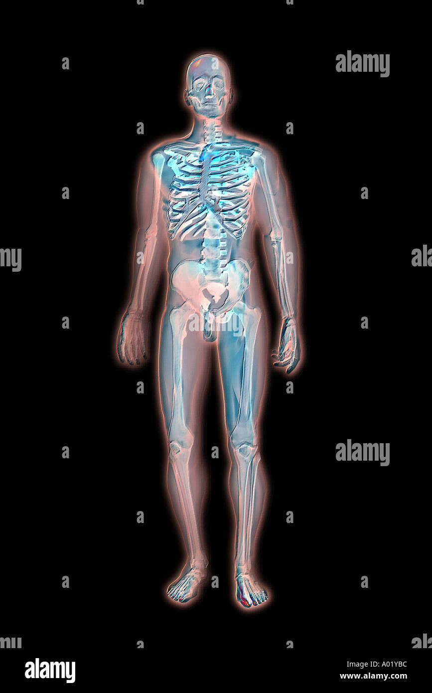menschliches Skelett medizinische anatomische illustration Stockfoto